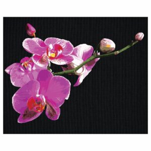 Картина по номерам на черном холсте ТРИ СОВЫ "Цветы орхидеи", 40*50, c акриловыми красками и кистями